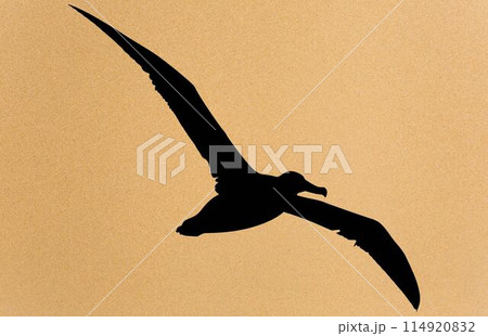 albatross silhouette, albatross silhouette black vector illustration albatross silhouette, albatross silhouette black vector illustration 114920832