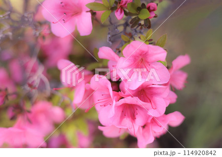 初夏の日差しを受けて真っ赤に咲き誇るサツキツツジの花 114920842