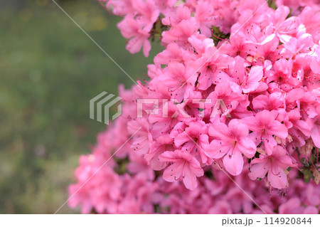 初夏の日差しを受けて真っ赤に咲き誇るサツキツツジの花 114920844