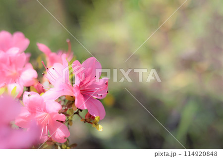 初夏の日差しを受けて真っ赤に咲き誇るサツキツツジの花 初夏の日差しを受けて真っ赤に咲き誇るサツキツツジの花 114920848