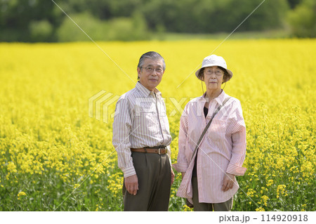 満開の菜の花畑を観光するシニアの夫婦 満開の菜の花畑を観光するシニアの夫婦 114920918