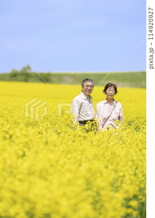 満開の菜の花畑を観光するシニアの夫婦 満開の菜の花畑を観光するシニアの夫婦 114920927