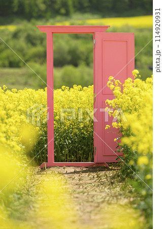 満開の菜の花畑とピンクのドア 114920931