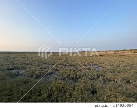 【台湾】高美湿地に広がるイセウキヤガラ(雲林莞草) 【台湾】高美湿地に広がるイセウキヤガラ(雲林莞草) 114920984