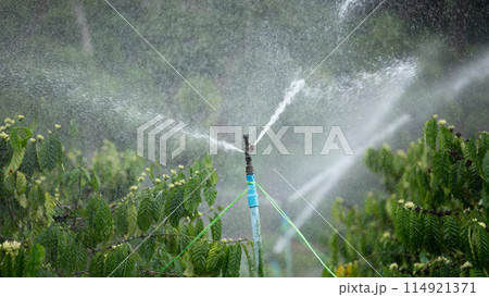 Water sprinkler spraying mist on coffee plantation Water sprinkler spraying mist on coffee plantation 114921371
