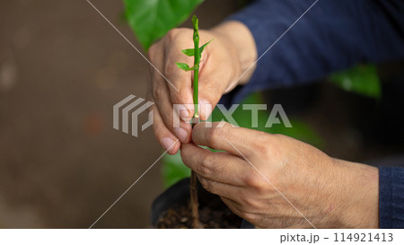 Grafting coffee shoots is a technique used to propagate coffee plants 114921413