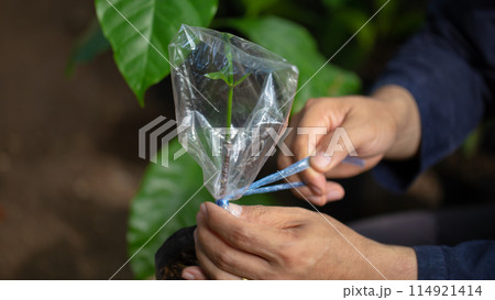 Grafting coffee shoots is a technique used to propagate coffee plants 114921414