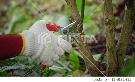 Pruning coffee trees and maintenance for coffee trees in Coffee farm 114921415