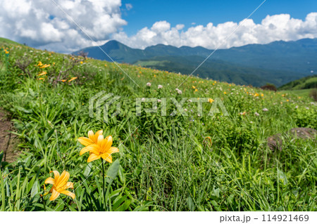 長野県茅野市 夏の車山高原の黄色いニッコウキスゲの花と山並み 長野県茅野市 夏の車山高原の黄色いニッコウキスゲの花と山並み 114921469