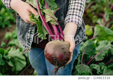 Farmer with Beetroot 114921510