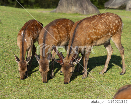 【奈良公園】芝を食べる鹿の群れ 【奈良公園】芝を食べる鹿の群れ 114921555