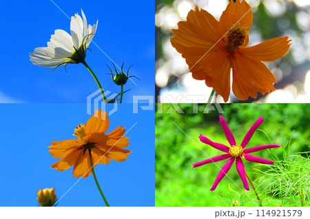 花のコラージュ 114921579