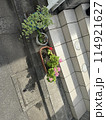 花のある風景　庭先 114921627