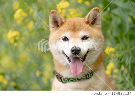 菜の花背景に柴犬　野原で遊ぶ柴犬　可愛い柴犬　柴犬茜　 114922124