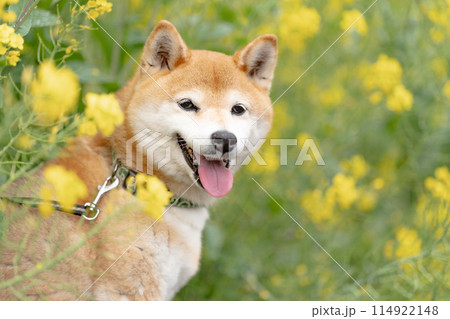 菜の花背景に柴犬　野原で遊ぶ柴犬　可愛い柴犬　柴犬茜　 114922148