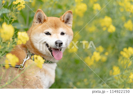 菜の花背景に柴犬　野原で遊ぶ柴犬　可愛い柴犬　柴犬茜　 114922150