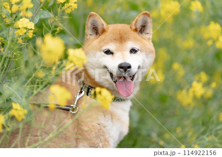 菜の花背景に柴犬　野原で遊ぶ柴犬　可愛い柴犬　柴犬茜　 114922156