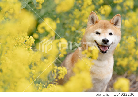 菜の花背景に柴犬 野原で遊ぶ柴犬 可愛い柴犬 柴犬茜 菜の花背景に柴犬 野原で遊ぶ柴犬 可愛い柴犬 柴犬茜 114922230