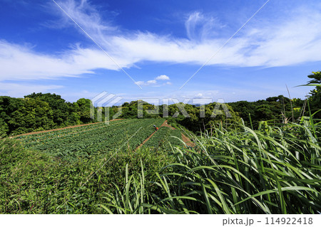 青空と緑の畑のある風景 114922418