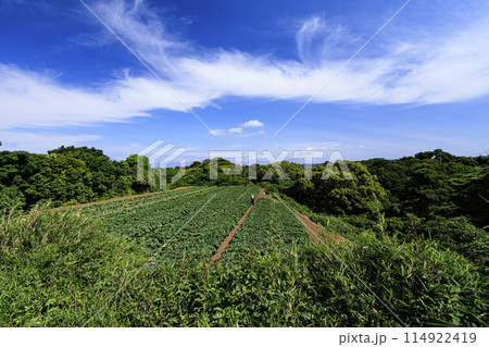 青空と緑の畑のある風景 青空と緑の畑のある風景 114922419