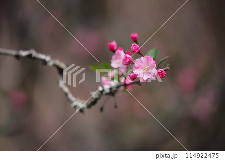 咲き始めたピンク色のハナカイドウ 114922475