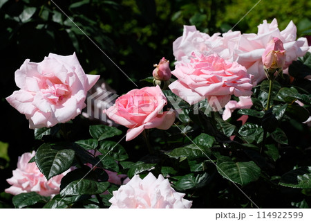 ピンク色のバラ　「プロミス」 114922599