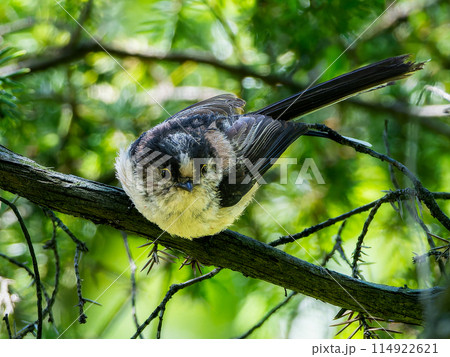 木の枝にとまるエナガ 木の枝にとまるエナガ 114922621
