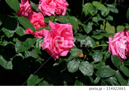 満開のバラ「マリアカラス」 114922661