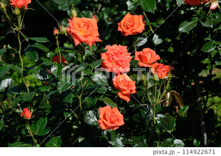 濃オレンジ色の薔薇 「マリーナ」 濃オレンジ色の薔薇 「マリーナ」 114922671