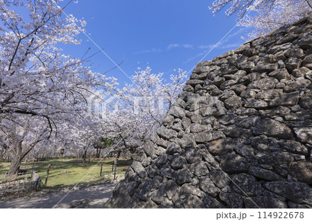 懐古園の桜 114922678