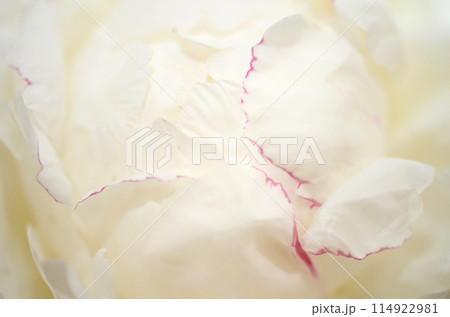 白い芍薬のアップ・背景素材 114922981