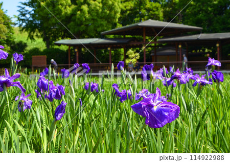 大阪　城北菖蒲園の花菖蒲 114922988