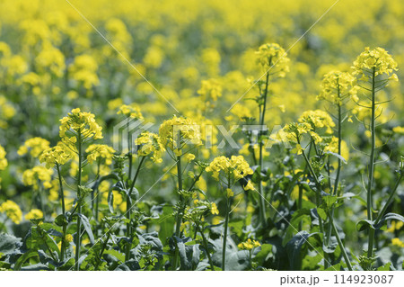 菜の花 114923087
