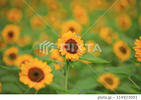 夏空とひまわり 114923091