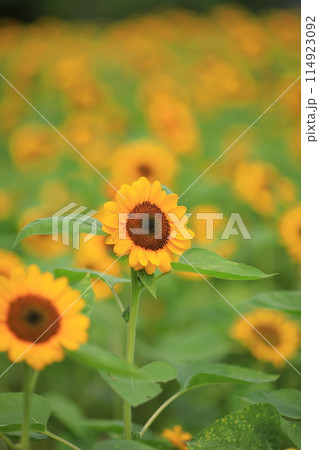 夏空とひまわり 114923092
