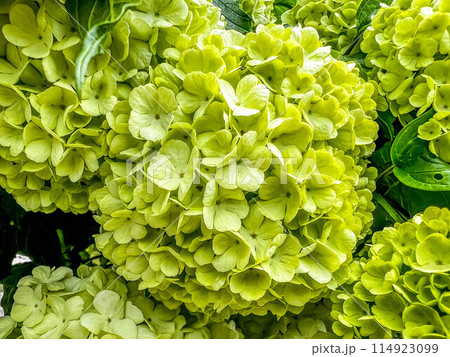 紫陽花の季節～雨を待つ～ 114923099
