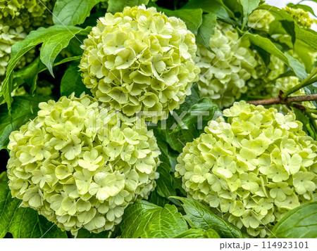 紫陽花の季節~雨を待つ~ 紫陽花の季節~雨を待つ~ 114923101