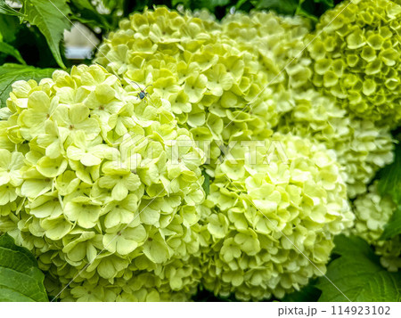 紫陽花の季節～雨を待つ～ 114923102