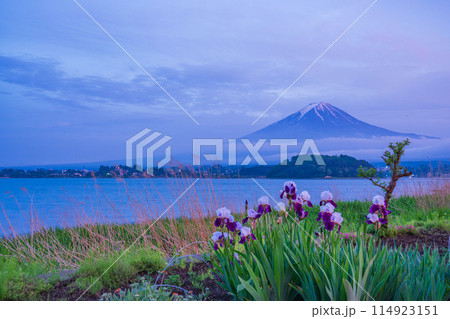 (山梨県)大石公園の花々と夕焼けの雲間に顔を出した富士山 (山梨県)大石公園の花々と夕焼けの雲間に顔を出した富士山 114923151