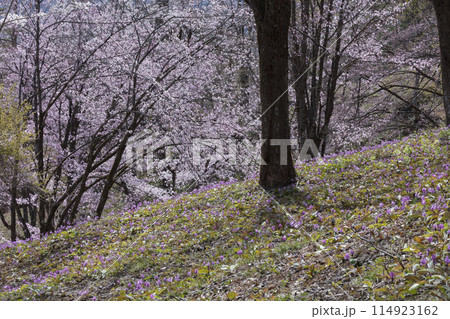 カタクリの花と桜の花 カタクリの花と桜の花 114923162