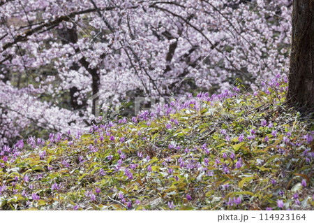 カタクリの花と桜の花 114923164