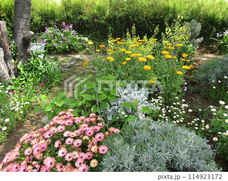 オステオスペルマムとハボタンの花と金盞花の花 114923172
