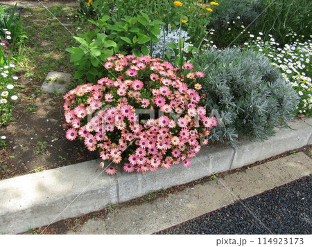 オステオスペルマムの桃色の花 オステオスペルマムの桃色の花 114923173
