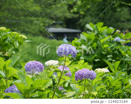 紫陽花の花 紫陽花の花 114923184
