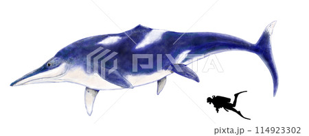 テムノドントサウルス　ショニサウルスに匹敵する巨大さ。ジュラ紀の大型魚竜類 114923302