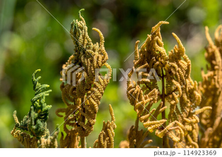 新緑の季節~ぜんまい(胞子葉)~ 新緑の季節~ぜんまい(胞子葉)~ 114923369