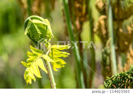 新緑の季節～ぜんまいの新芽～ 114923565