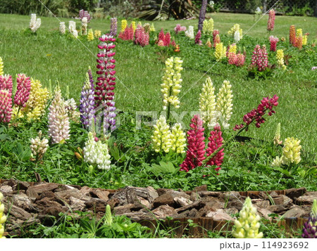 昇藤とも言われるルピナスの色々な色の花 昇藤とも言われるルピナスの色々な色の花 114923692