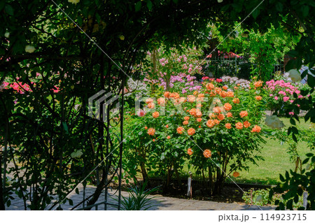 ローザンベリー多和田　薔薇のシーズン 114923715
