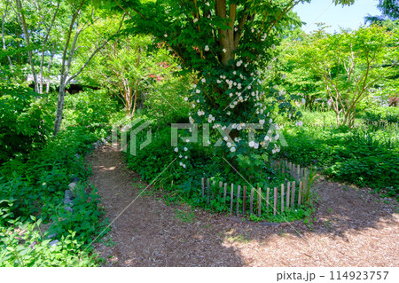 ローザンベリー多和田 薔薇のシーズン ローザンベリー多和田 薔薇のシーズン 114923757